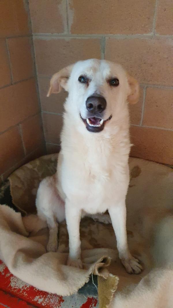 Oliver taglia grande, va d’accordo con cani e gatti Foto 2